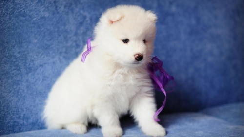 Cute White Puppy is Sitting on Couch