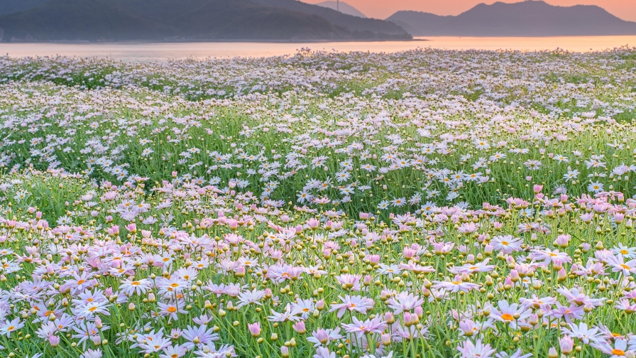 Daisy Field and Grass in Field