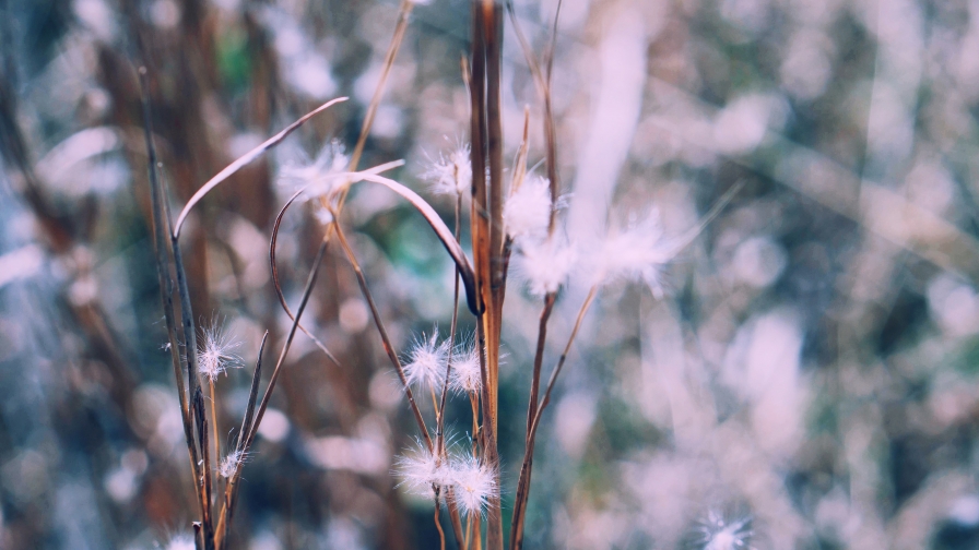 Dandelion Blurred Plants Flowers