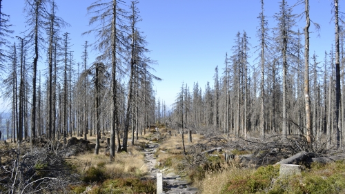 Dead Trees in the Bavarian Forest