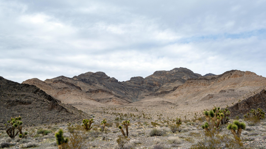 Desert Grass and Stones