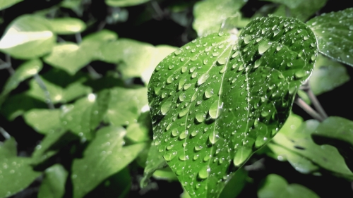 Droplets on Beautiful Green Leaves