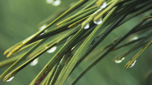 Droplets on Branch of Pine