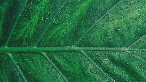Droplets on Green Leaf after Rain