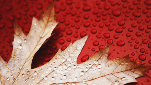 Droplets on Maple Leaf