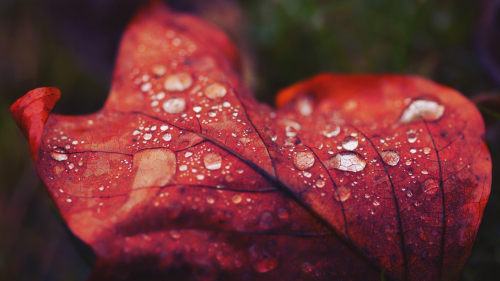Droplets on Red Leaves Macro