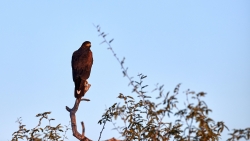 Eagle on Branch