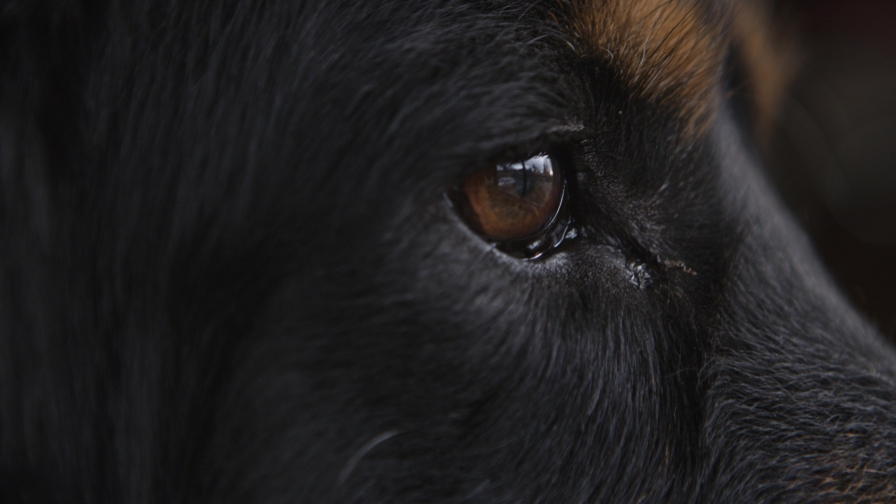 Eye of black wolf