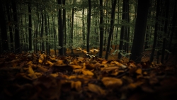 Fallen Leaves in Old Beautiful Forest