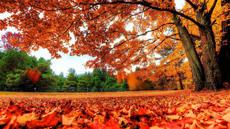 Fallen Yellow Leaves on Ground