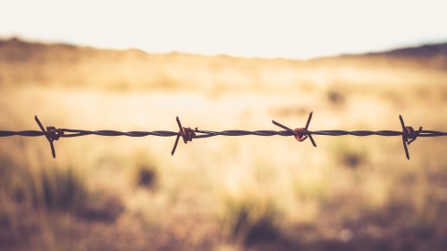 Fence and Yellow Field