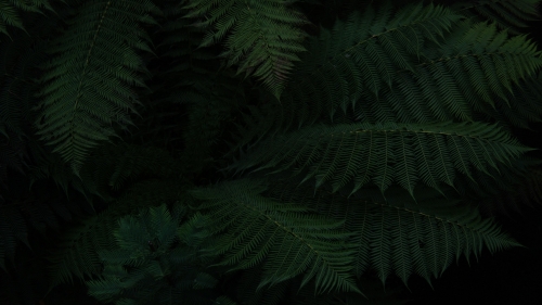 Fern Macro and Darkness