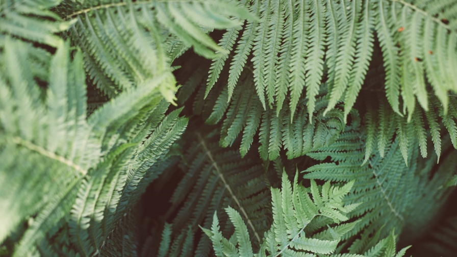 Fern macro photo and dark background