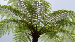 Fern tree leaves