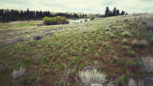 Field with old grass and pine forest