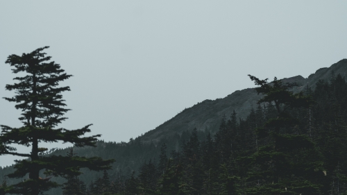 Fir Trees and Slope