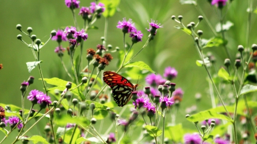 Flowers and Butterfly with Red Wings