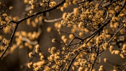 Flowers on Branches in Spring Garden