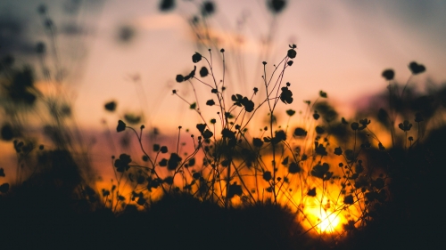 Flowers Silhouette and Orange Sunset