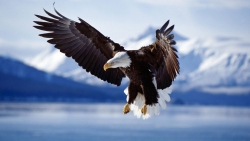 Flying Eagle