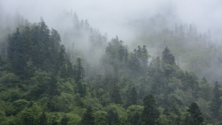 Fog in Big Old Pine Forest