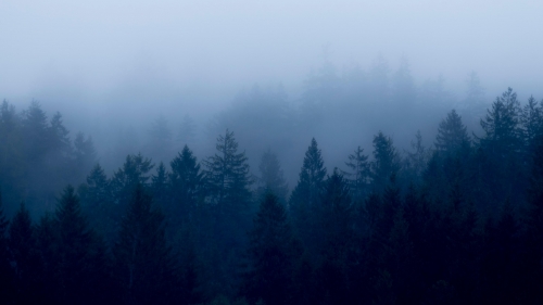 Fog in Pine Forest