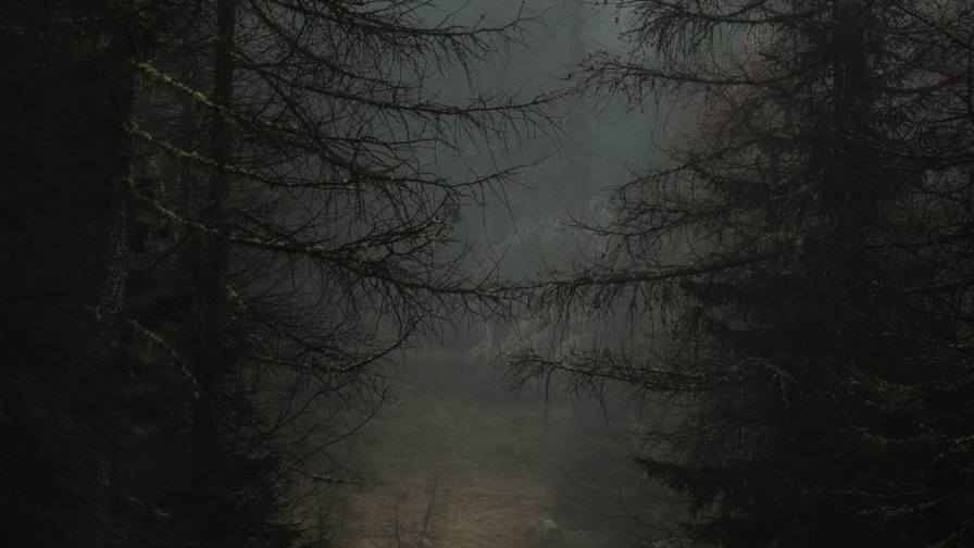 Fog Path and Branches