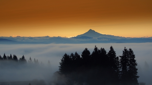 Foggy Forest and Mountain Peak