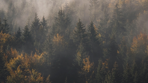 Foggy Forest and Pines Aerial View