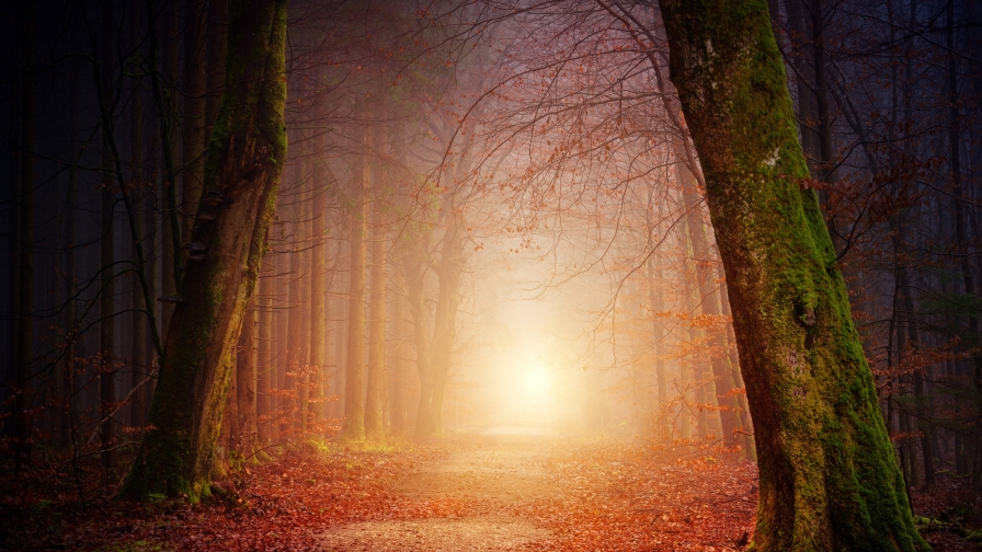 Foggy Garden and Sunlight