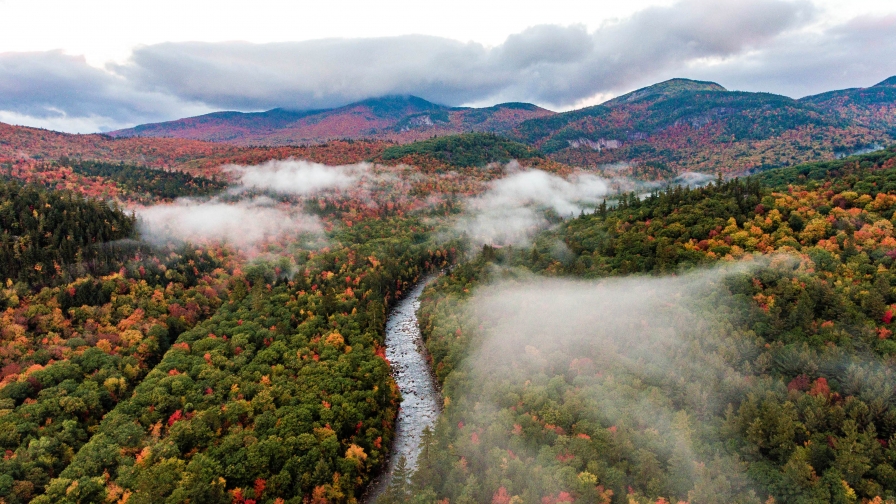 Foggy morning forest and autumn trees