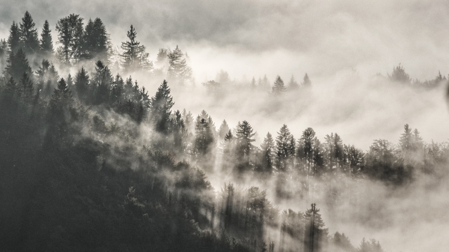 Foggy Pine Forest