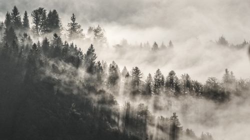 Foggy Pine Forest