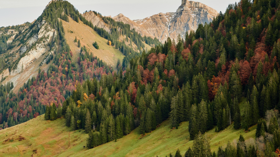 Forest on Slope in Mountain Valley