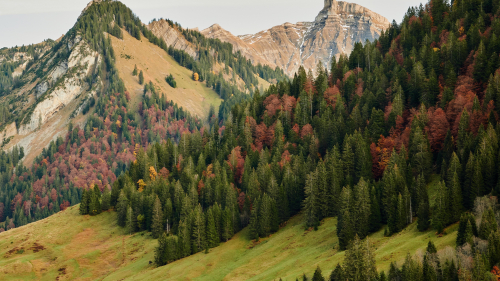 Forest on Slope in Mountain Valley