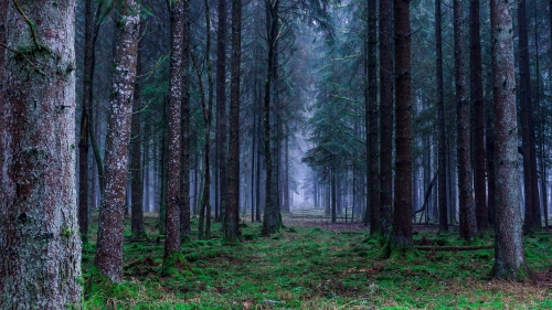 Forest with Fog and Spruces