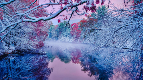 Frozen Blossom Trees and Reflection on River