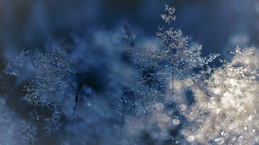 Frozen Branches and Snow