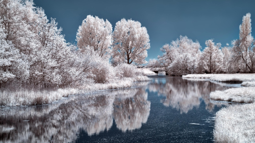 Frozen Trees and Ice Lake with Reflection During Daytime
