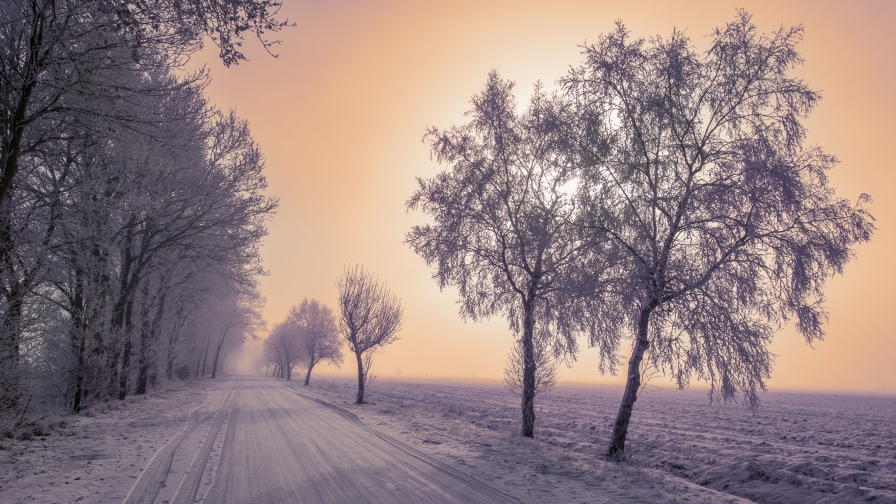 Frozen Trees Around The Road