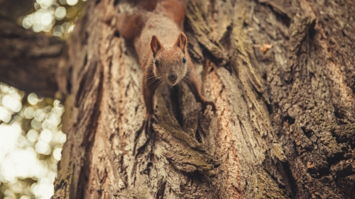 Funny Brown Squirrel on Tree Trunk