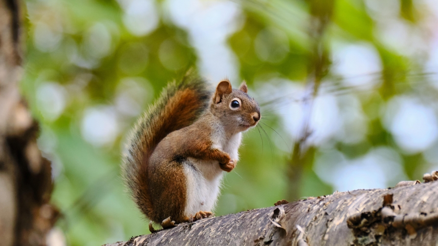 Funny Little Squirrel