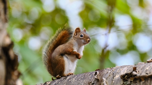 Funny Little Squirrel