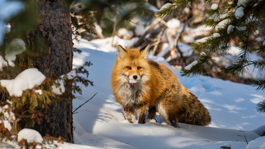 Funny Orange Fox in Winter Forest