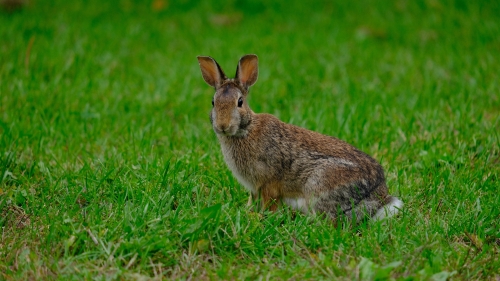 Funny Rabbit on Green Grass