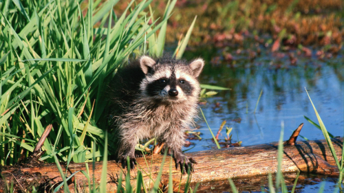 Funny Raccoon on River