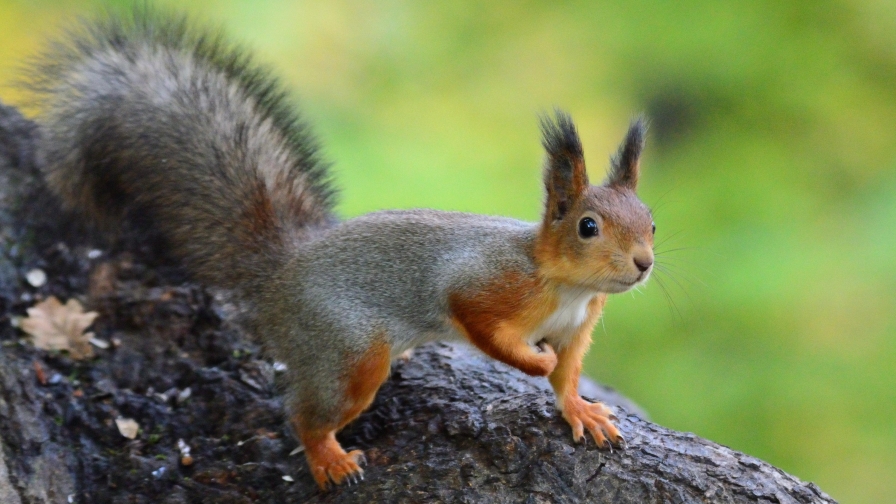 Funny Squirrel on Tree