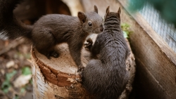 Funny Squirrels