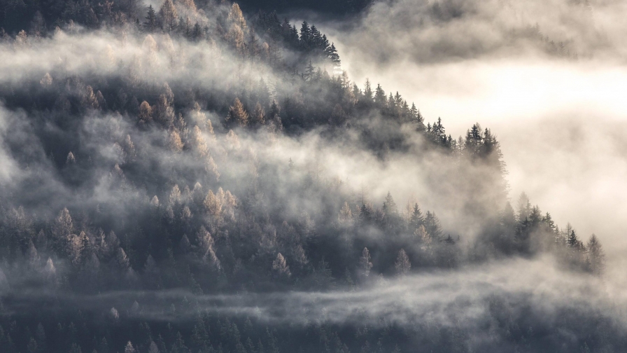 Gloomy Nature Old Pine Forest and Fog