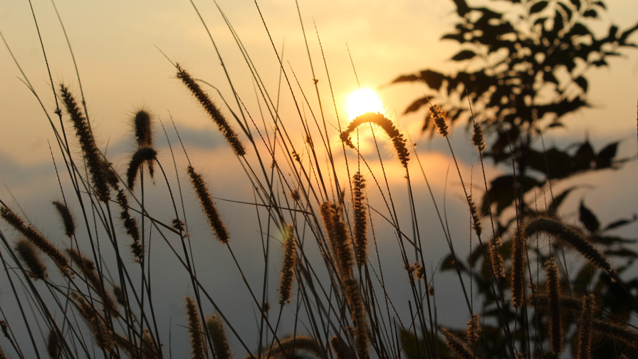 Grass and Sunset Sunlight